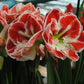 Samba Dutch Amaryllis Bulbs