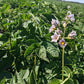 Sangre Red Skinned Potato Plants online shopping