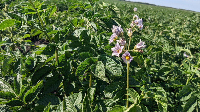 Sangre Red Skinned Potato Plants online shopping