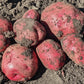 Sangre Red Skinned Potato Plants online shopping