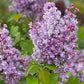 Scentara® Double Blue Lilac