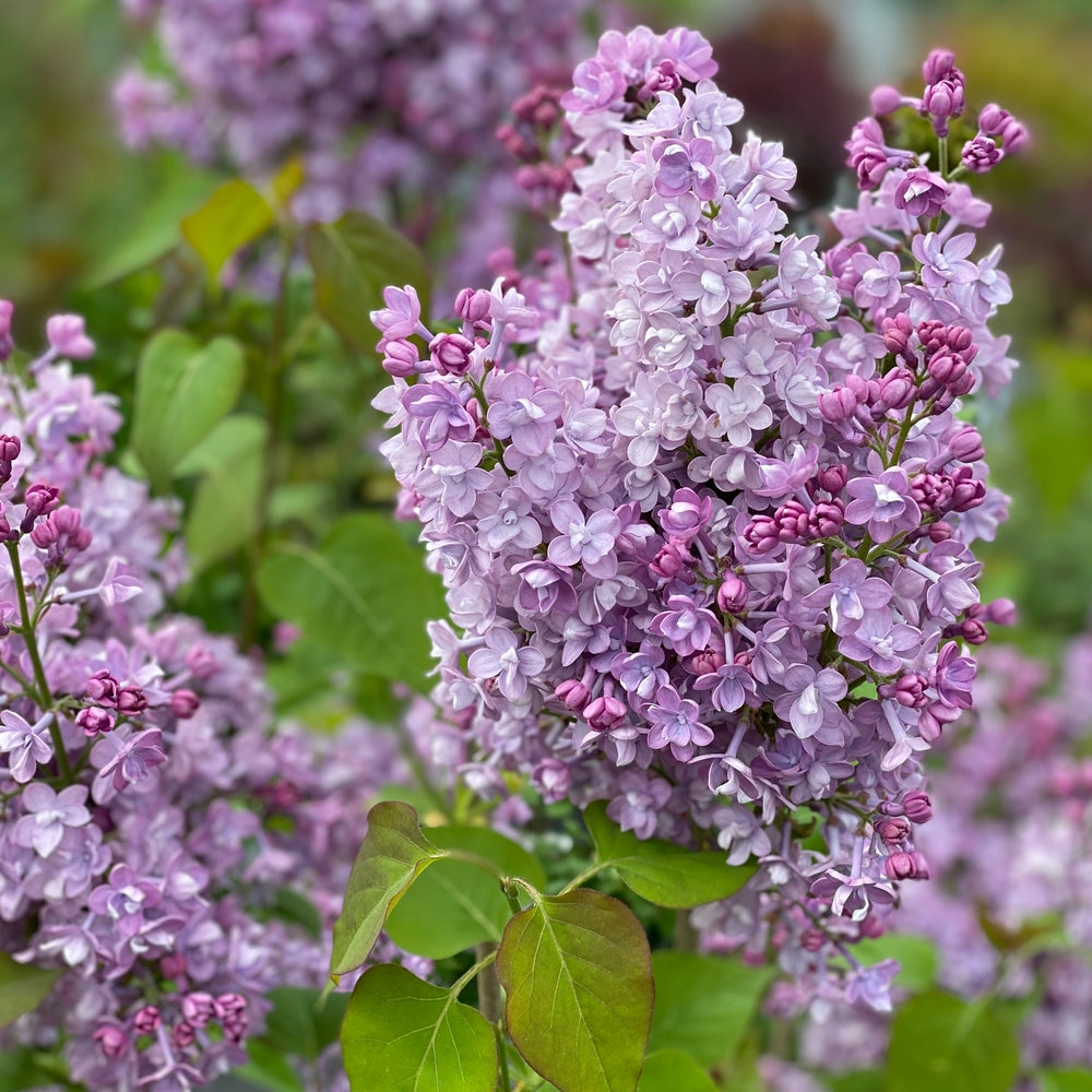 Scentara® Double Blue Lilac