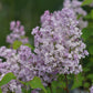 Scentara® Double Blue Lilac