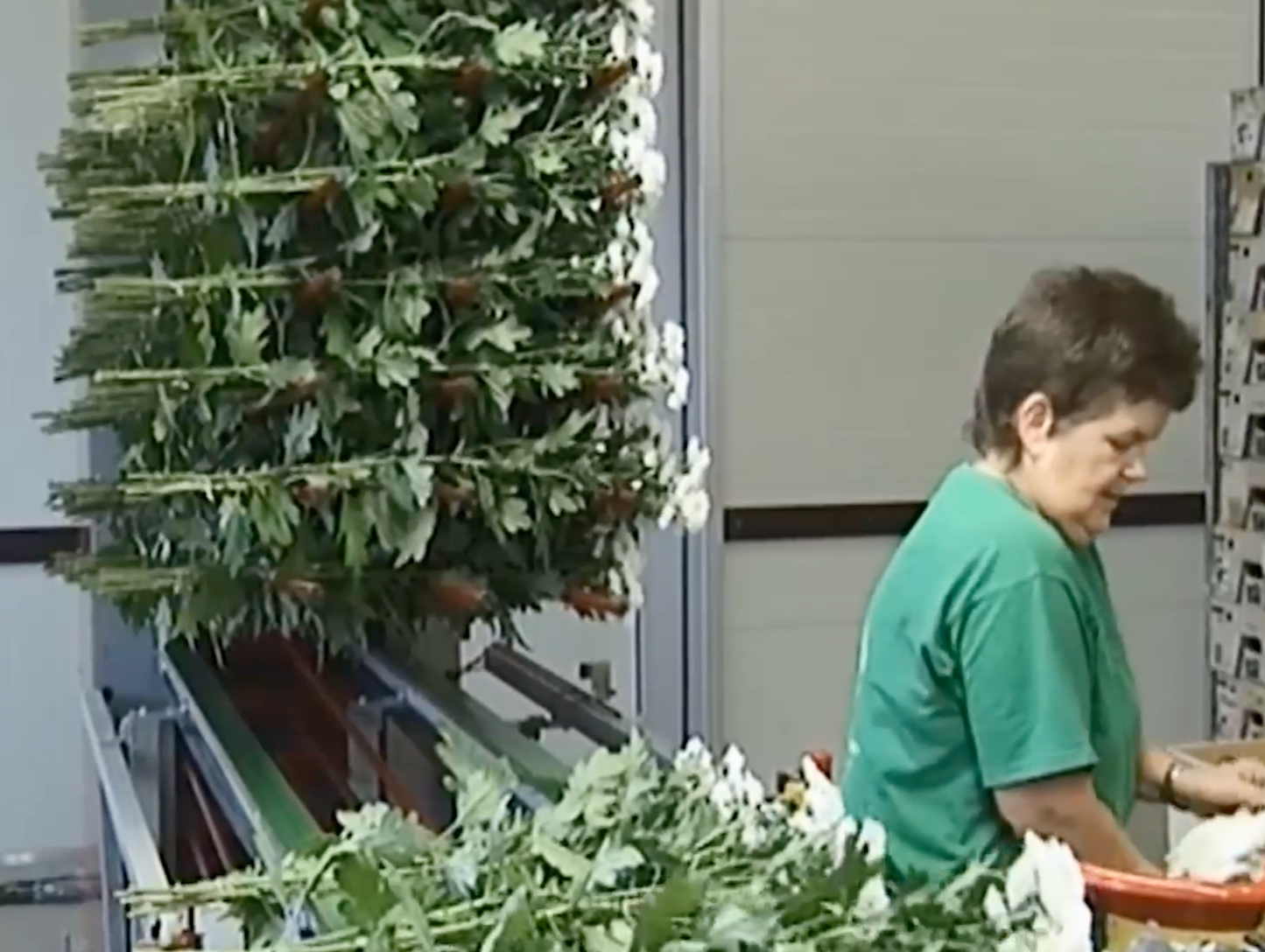 TTA ISO MegaFlowerBuffer