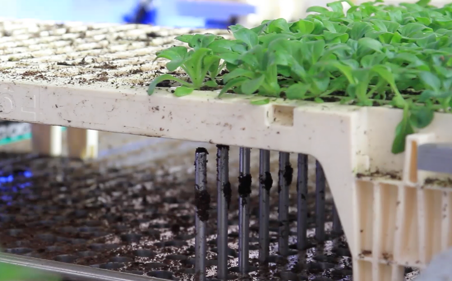 TTA ISO FlexPlanter XF Plug Grader