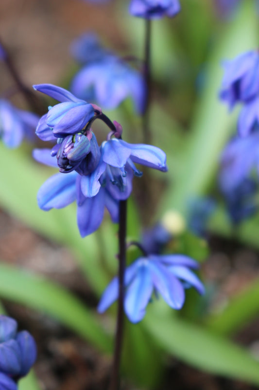 Siberica Scilla Bulbs