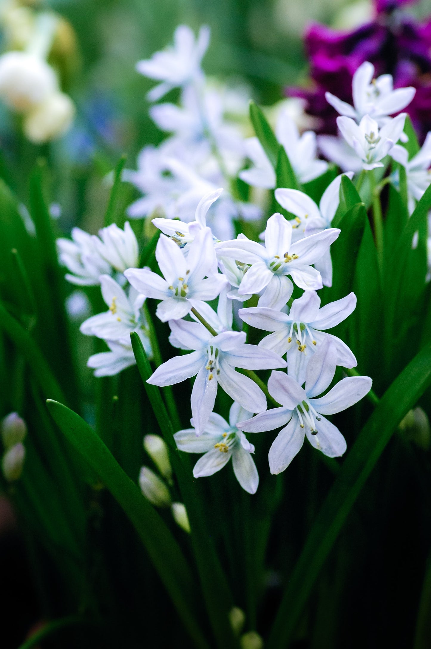 Siberica Alba Scilla Bulbs