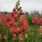 Madame Butterfly Cherry Bronze F1 Snapdragon Seeds online shopping