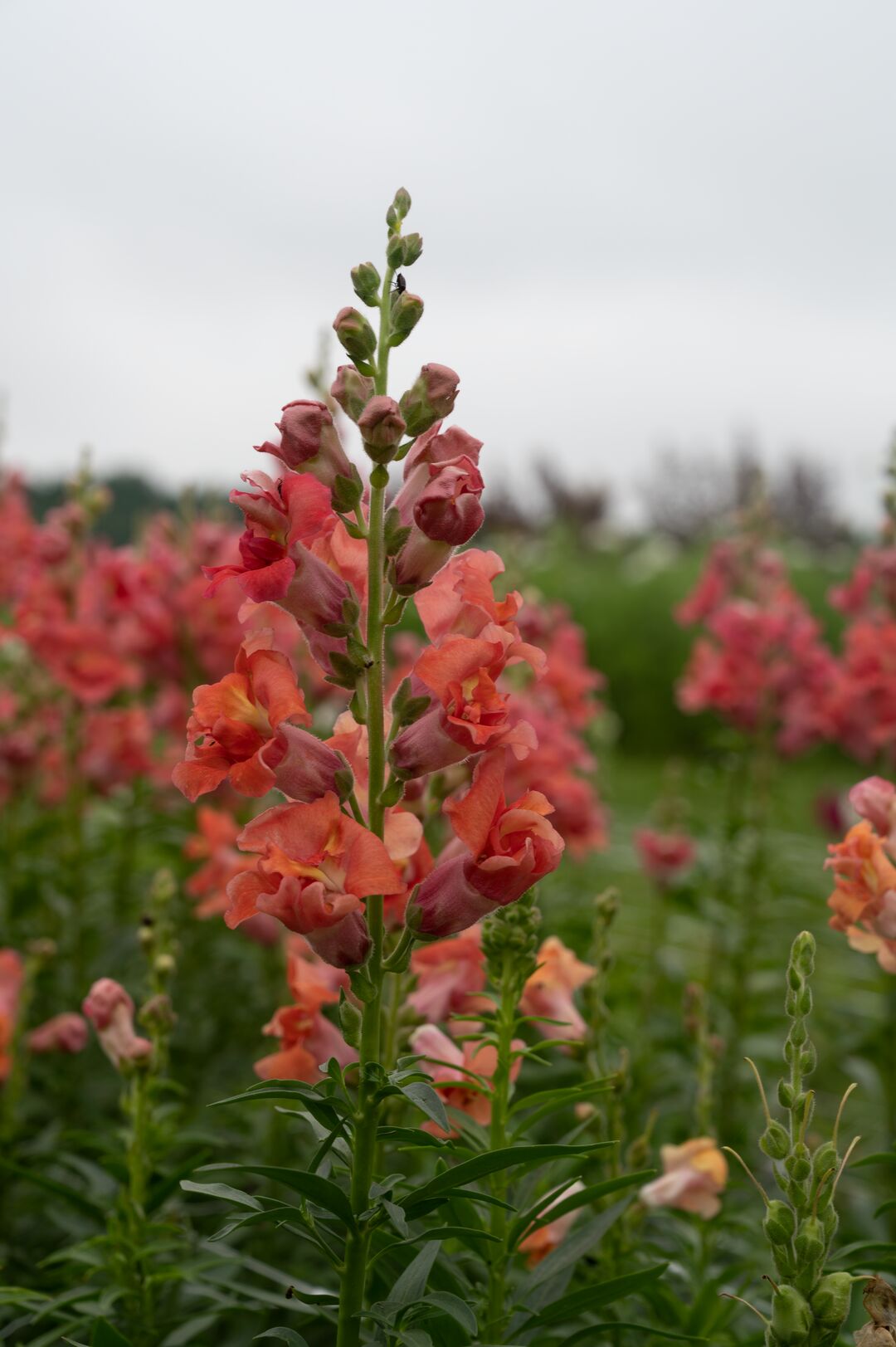 Madame Butterfly Cherry Bronze F1 Snapdragon Seeds online shopping