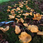 Chanterelle - Girolle
