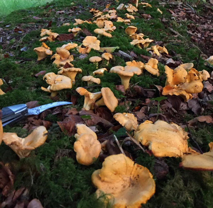 Chanterelle - Girolle