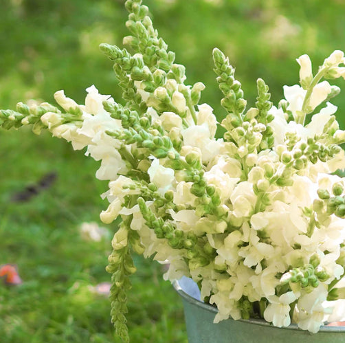 Potomac Ivory F1 Snapdragon Seeds online shopping