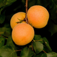 Debbie’s Gold Apricot Self Fertile Prairie Hardy Fruit Tree