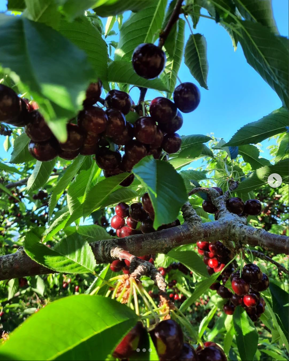 Sandra Rose Sweet Cherry