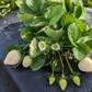 Florida Pearl® June Bearing Strawberry