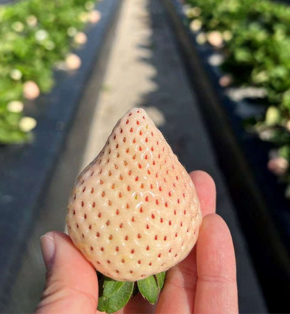 Florida Pearl® June Bearing Strawberry