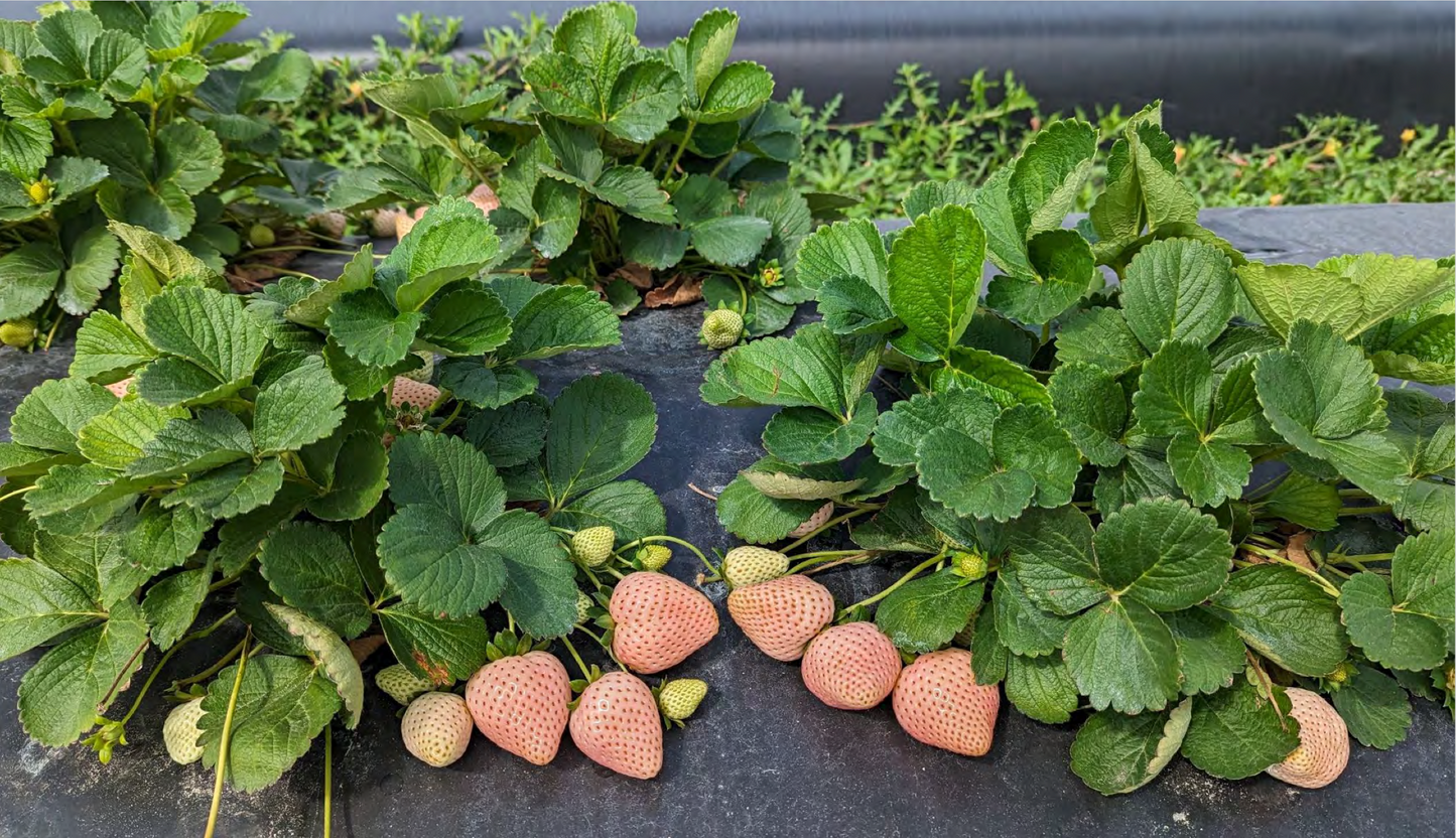 Florida Pearl® June Bearing Strawberry