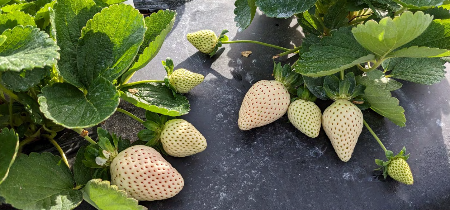 Florida Pearl® June Bearing Strawberry