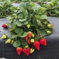 Florida Ember™ Short Day Strawberry