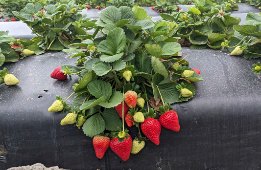 Florida Ember™ Short Day Strawberry