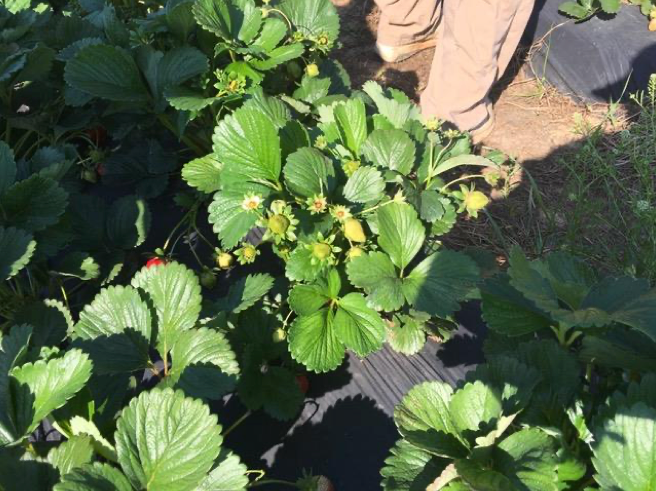 Ruby June Short Day Strawberry