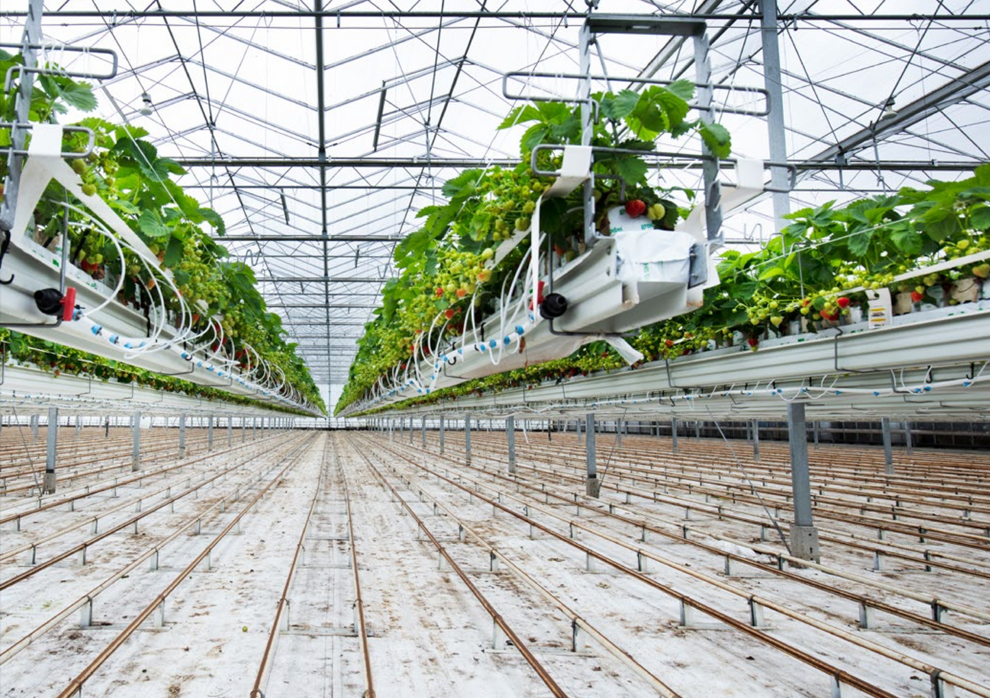 Grodan GT Master® Slab Vegetable Growing Rock Wool Hydroponics Substrate