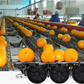 Citrus sorting machine