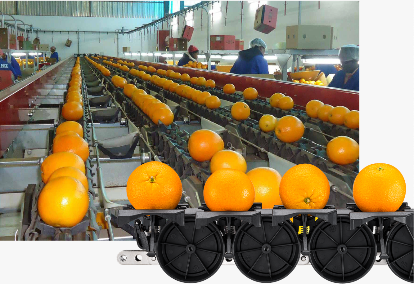 Citrus sorting machine