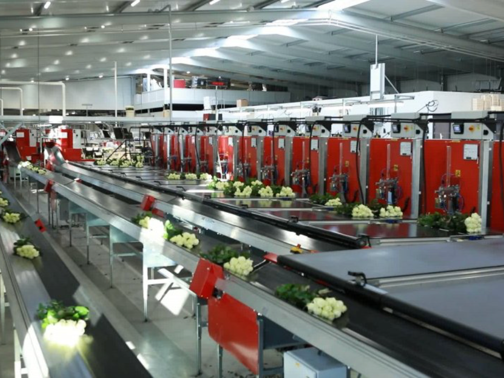 Aweta Rose Grading and Bunching Line