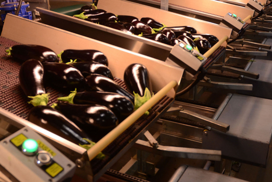 fully automated eggplant commercial factory packing line