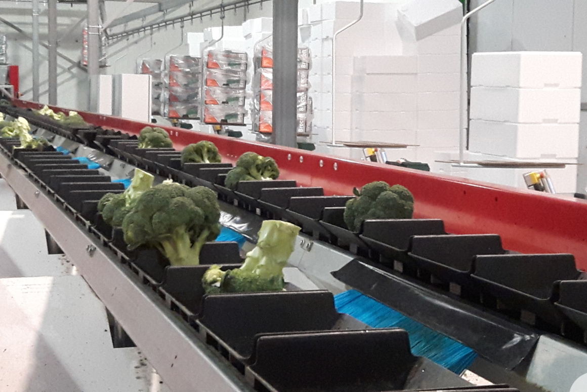 Aweta Broccoli Sorting and Packing Line