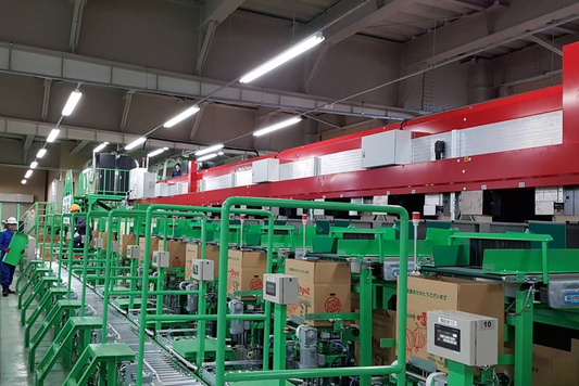 Aweta Onion Sorting and Packing Line