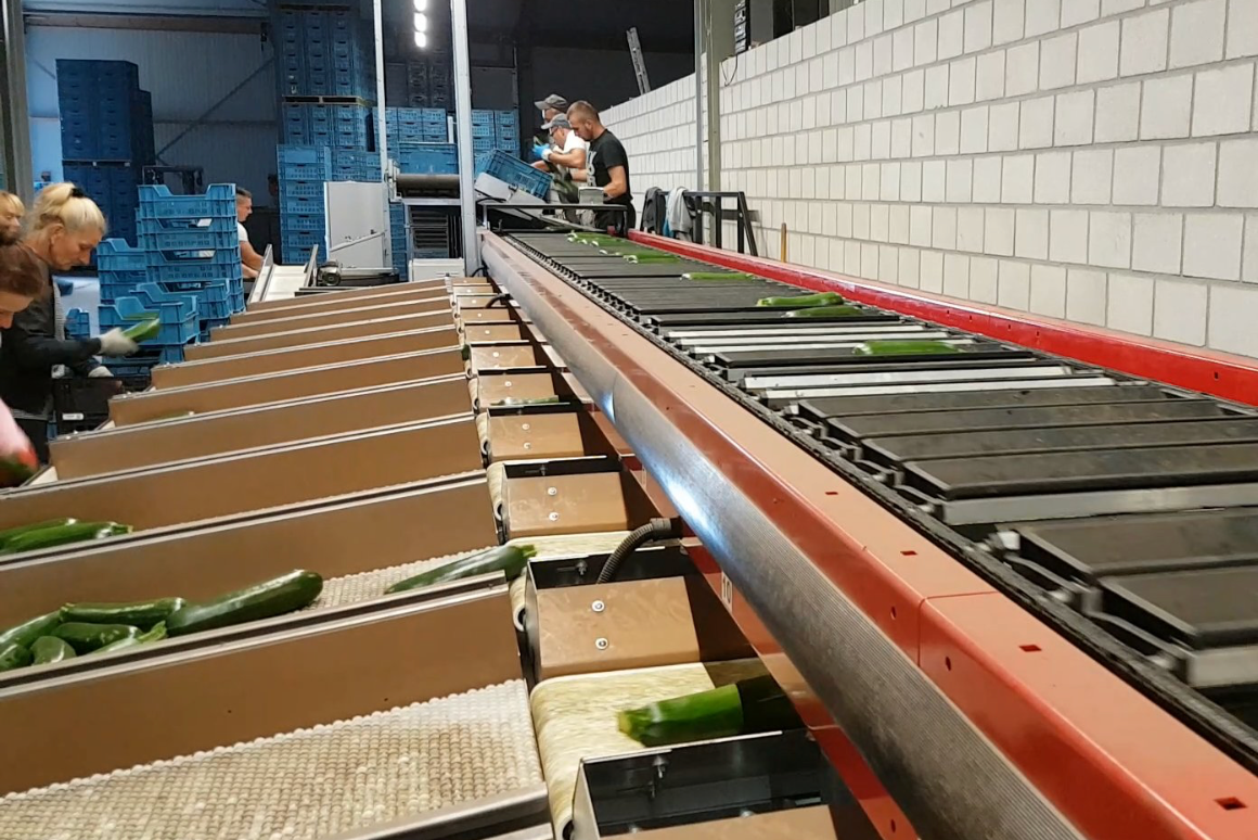 Aweta Aweta Courgette Sorting and Packing Line – EVERGREEN