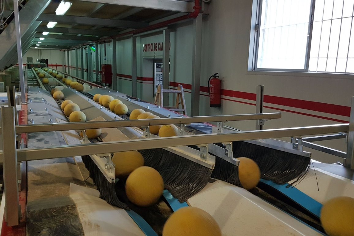 Aweta Melon Sorting and Packing Line
