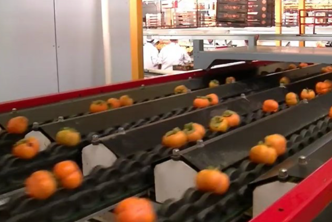 Aweta Kaki Sorting and Packing Line