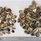 Haskin NEH® Oyster Seed VA aquaculture online shopping