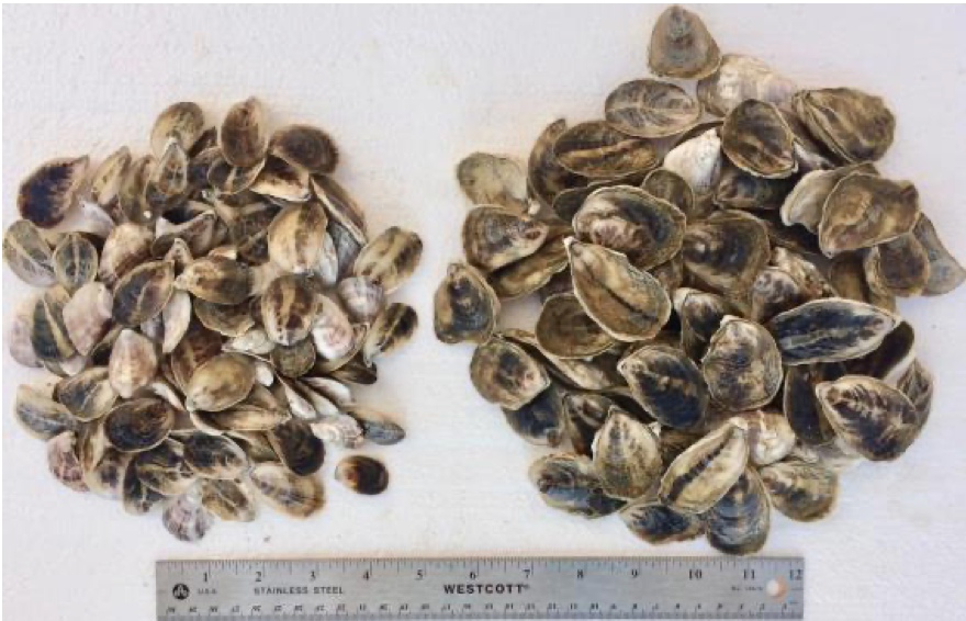 Haskin NEH® Oyster Seed VA aquaculture online shopping