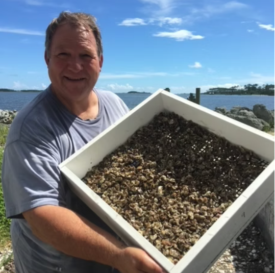 DEBY Oyster Seed NC aquaculture online shopping