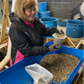 DEBY Oyster Seed NC aquaculture online shopping