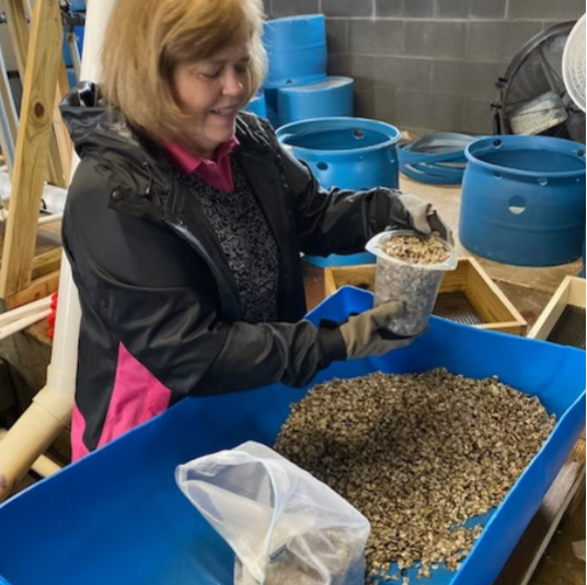 DEBY Oyster Seed NC aquaculture online shopping