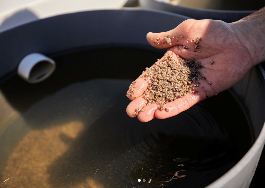 Crassostrea Virginica Oyster Seed NC aquaculture online shopping