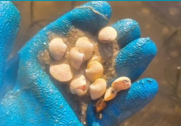 Mercenaria Mercenaria Clam Seed ME