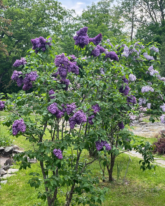 Agincourt Beauty Lilac