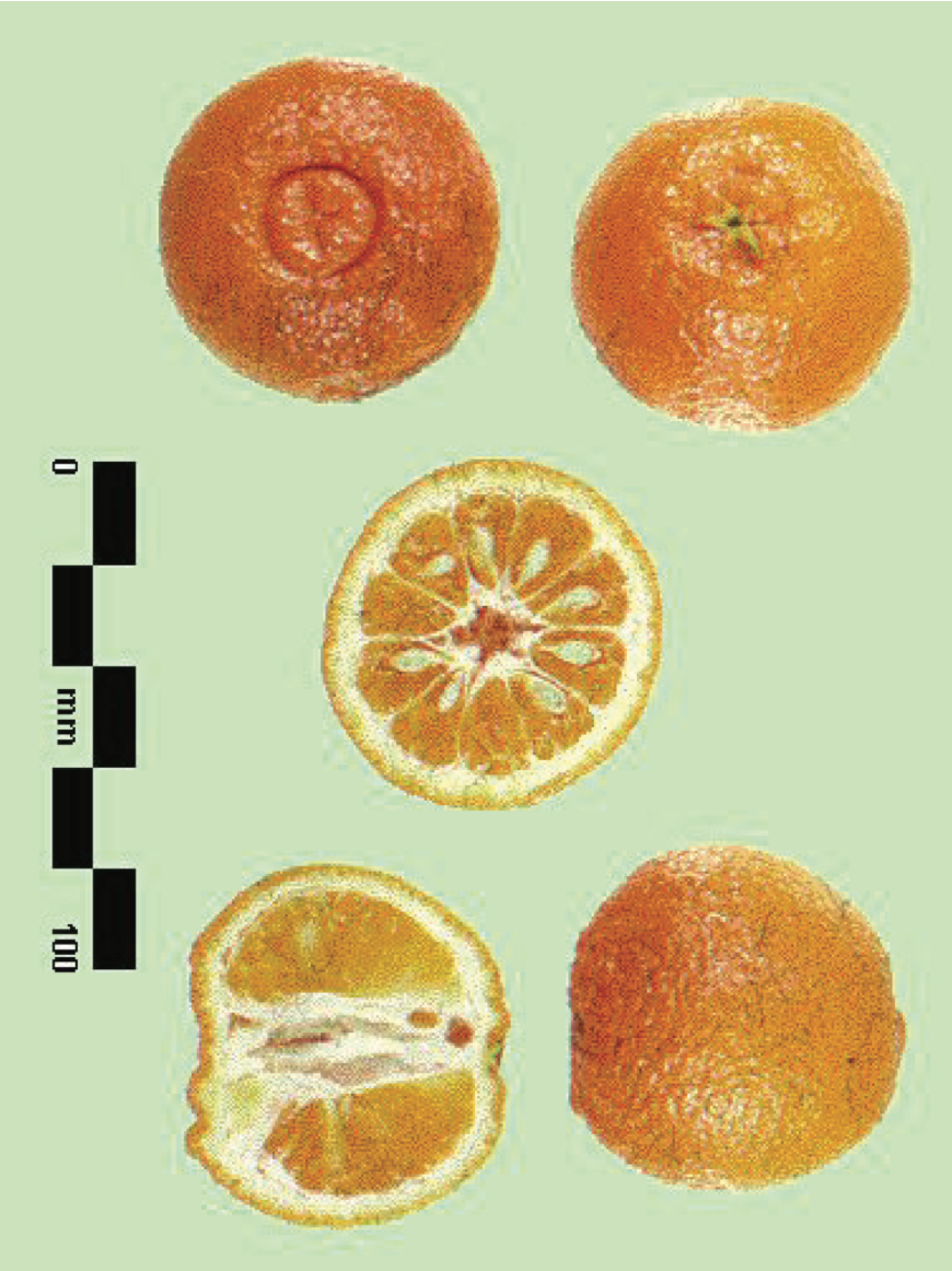 Clementard Clementine Budwood citrus plant material online shopping