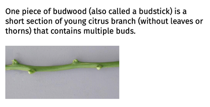 Trifoliate #22 Budwood citrus plant material online shopping