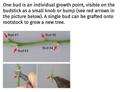 Pei Yu Pummelo Budwood citrus plant material online shopping