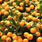 Primasol Mandarin Budwood citrus plant material online shopping