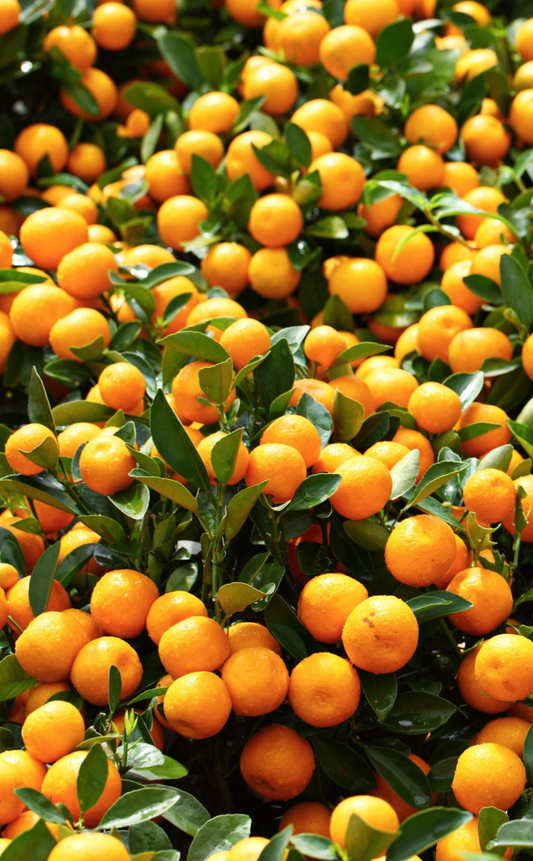 Primasol Mandarin Budwood citrus plant material online shopping