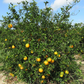 Sundragon US 6-49-96 Sweet Orange Budwood citrus plant material online shopping