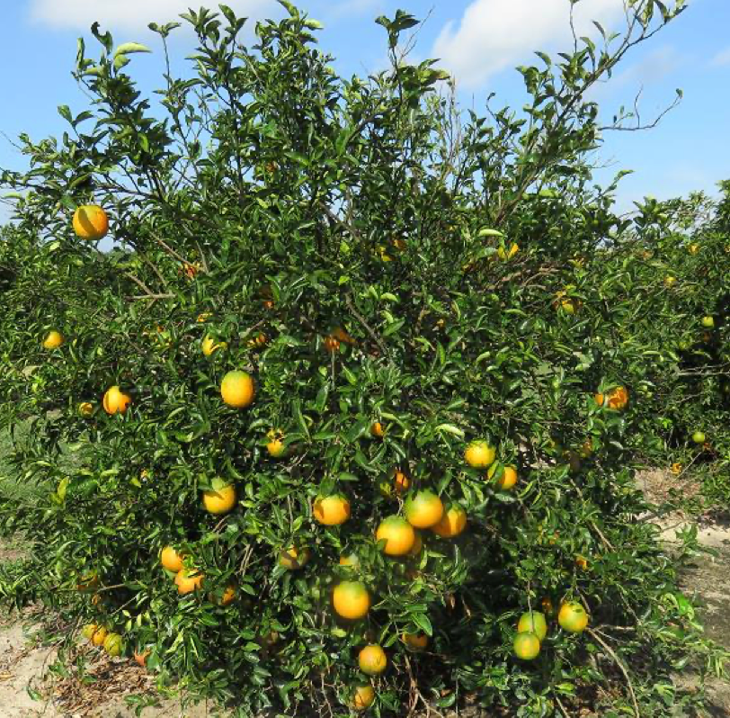 Sundragon US 6-49-96 Sweet Orange Budwood citrus plant material online shopping